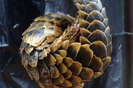 CITES CoP17: Victory Today for Pangolins